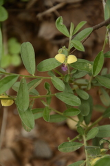 Polygala javana