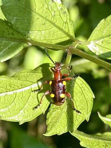 Lilioceris miwai, 2025-05-14