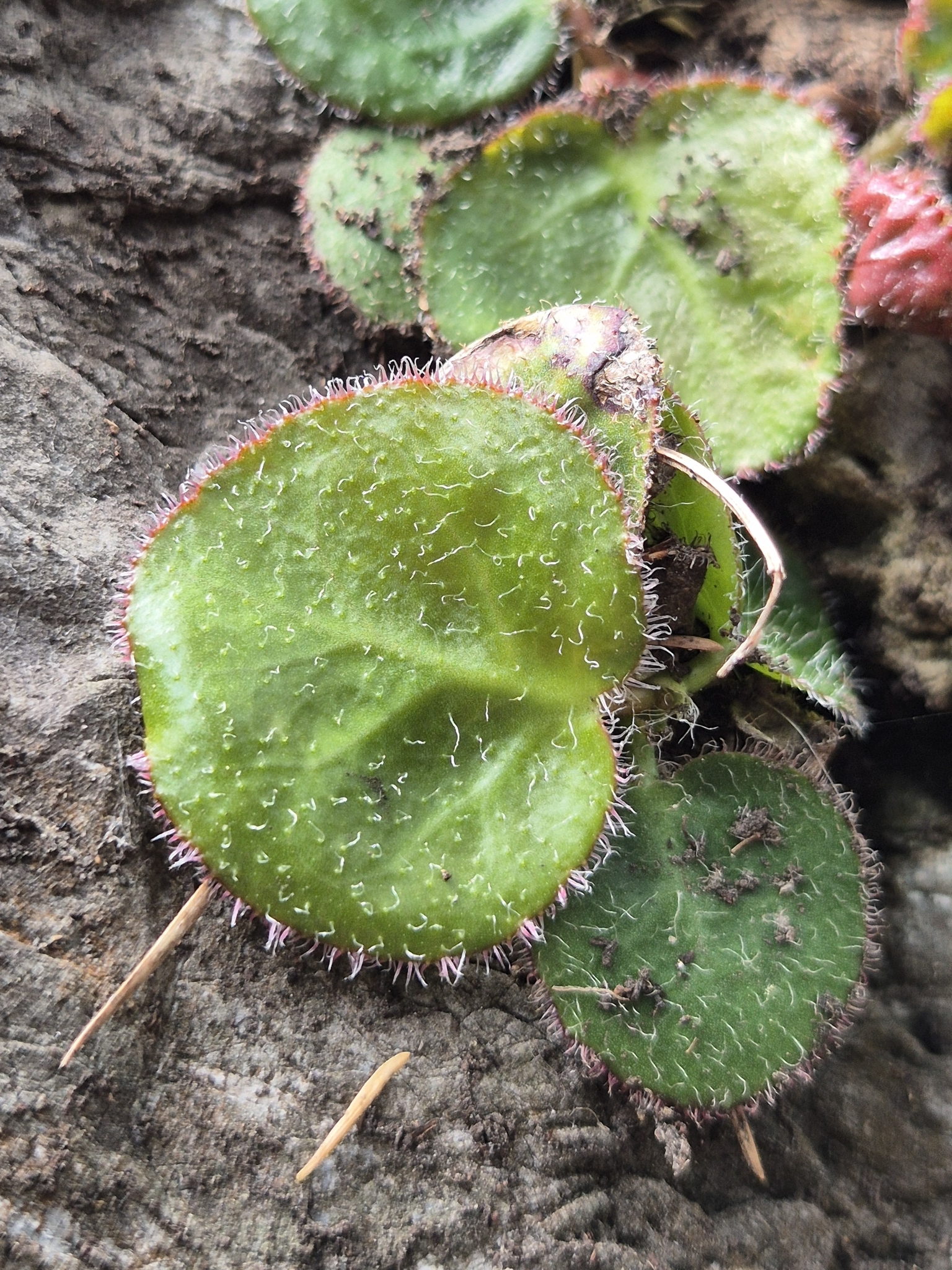 Hairy Bergenia (Bergenia ciliata)