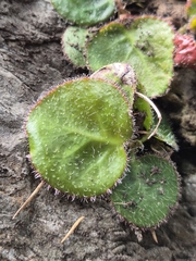 Bergenia ciliata, photograph (c) Ramesh Shenai, some rights reserved (CC BY)