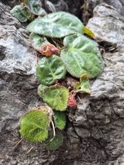 Bergenia ciliata, photograph (c) Ramesh Shenai, some rights reserved (CC BY)