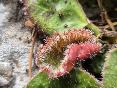 Bergenia ciliata, photograph (c) Ramesh Shenai, some rights reserved (CC BY)