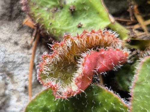 Bergenia ciliata, photograph 6