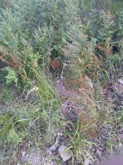 Pennellia longifolia