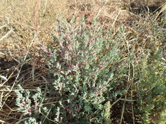 Neobassia proceriflora