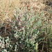 Neobassia proceriflora - Photo (c) miranda2372, algunos derechos reservados (CC BY-NC)