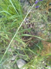 Pennellia longifolia