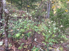 Polymnia canadensis radiata