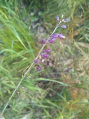 Pennellia longifolia