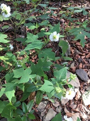 Polymnia canadensis radiata
