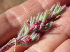 Neobassia proceriflora