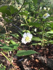Polymnia canadensis radiata