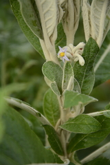 Solanum giganteum