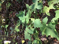 Polymnia canadensis radiata