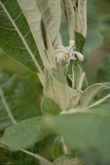 Solanum giganteum