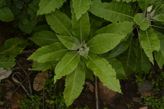 Solanum giganteum
