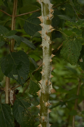 Image of Solanum giganteum by (c) Siddarth Machado, some rights reserved (CC BY)