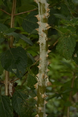 Solanum giganteum