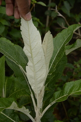 Solanum giganteum