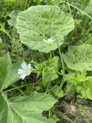 Mouse-ear chickweed (Cerastium holosteum)