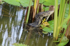 Varanus salvator bivittatus