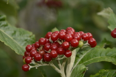 Solanum giganteum