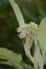 Solanum giganteum