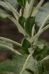 Solanum giganteum