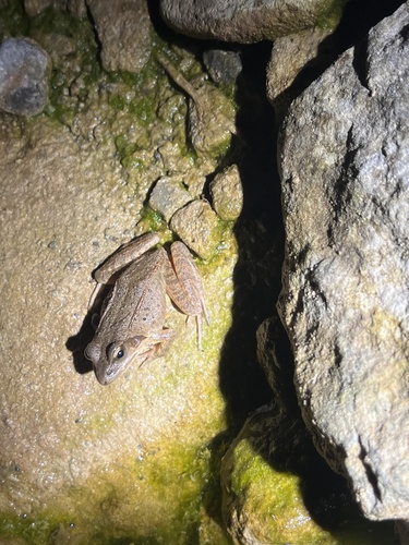 Taihang Brown Frog