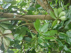 Heptapleurum ellipticum