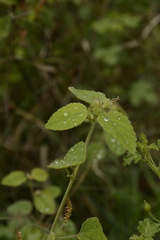 Acalypha alnifolia