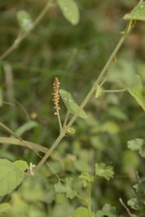 Acalypha alnifolia