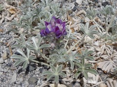 Lupinus duranii