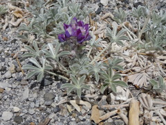 Lupinus duranii