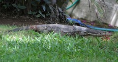 Varanus salvator bivittatus