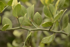 Capparis divaricata