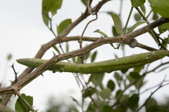 Cryptolepis grandiflora