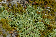 Abrotanella patearoa