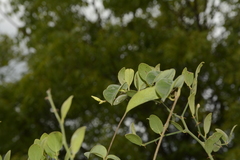 Cryptolepis grandiflora