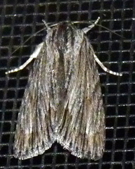 Acronicta lithospila