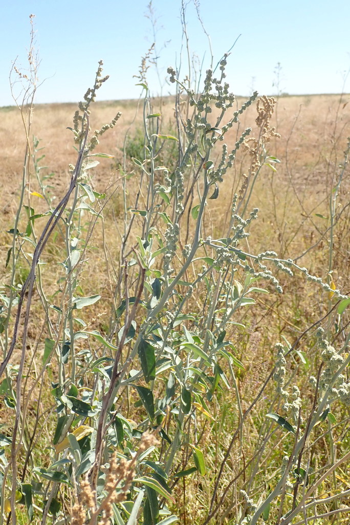 Queensland Bluebush