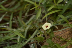 Xenostegia tridentata