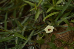 Xenostegia tridentata