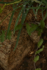 Xenostegia tridentata