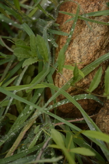 Xenostegia tridentata
