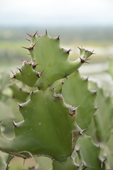 Euphorbia antiquorum