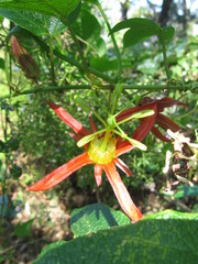 Passiflora cinnabarina