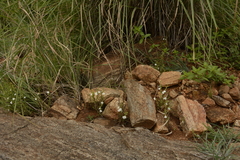 Striga densiflora