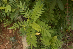 Senna surattensis