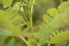 Senna surattensis